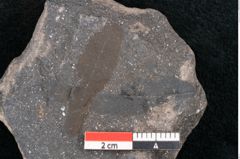 Foto (Detailansicht) von Plantae indet.  (NHMW-GEO-2024-0188-10263)